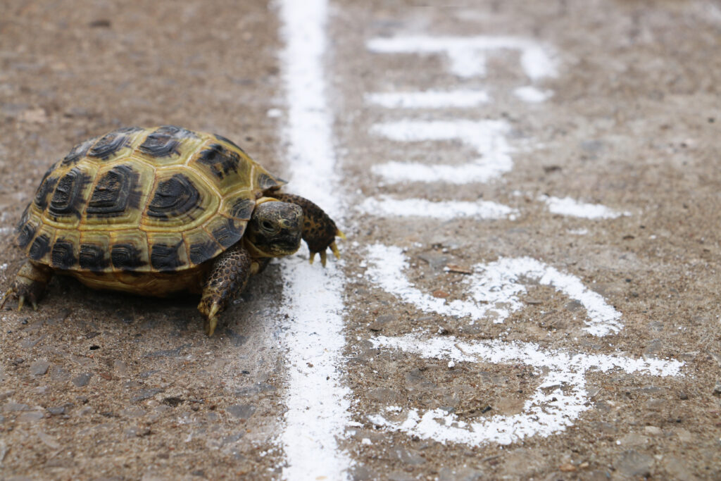 tortoise crossing finish line